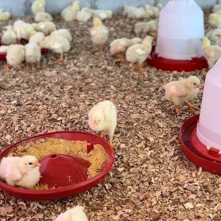 Bebederos avícolas Chempro en granja