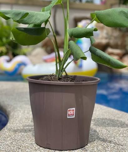 Maceta cilindro Eco Jardín con monstera