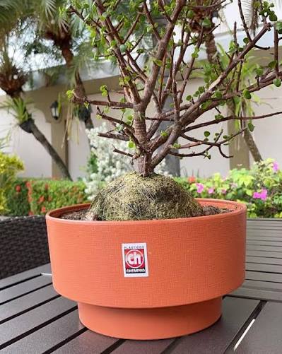 Maceta Eco Jardín terracota con árbol bonsai